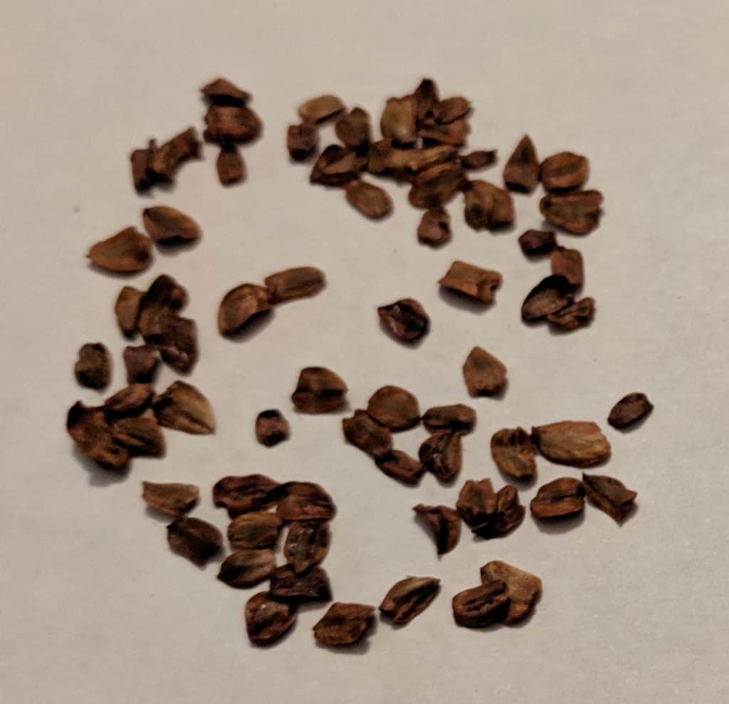 How to Grow Sequoia Trees from Seed Cool Plant Blog