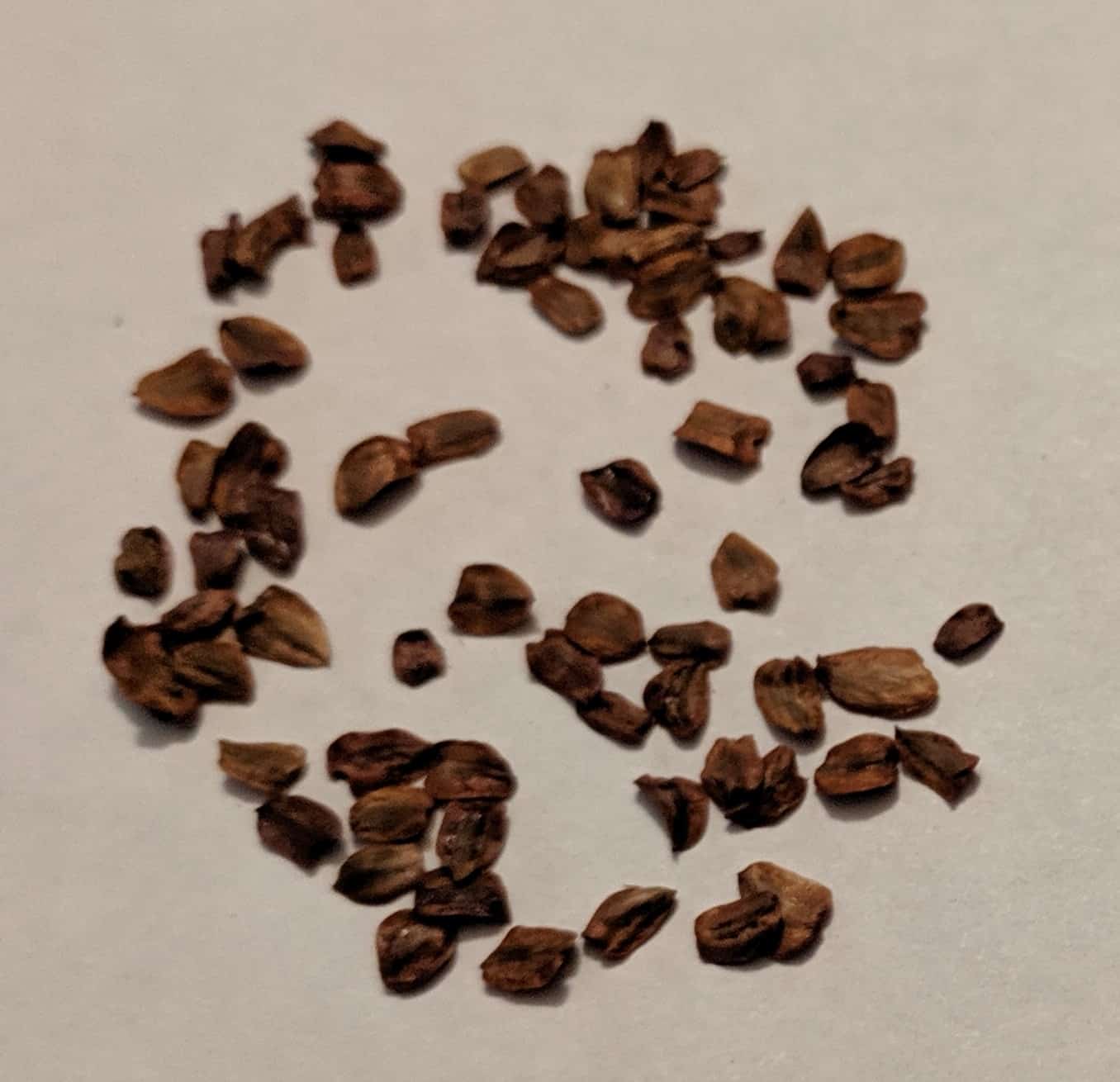 How to Grow Sequoia Trees from Seed Cool Plant Blog