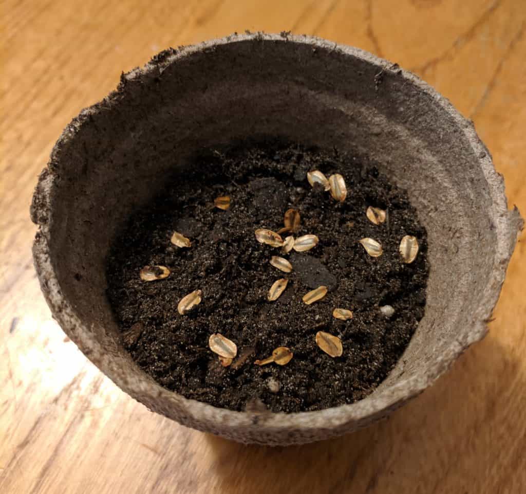 How to Grow Sequoia Trees from Seed Cool Plant Blog