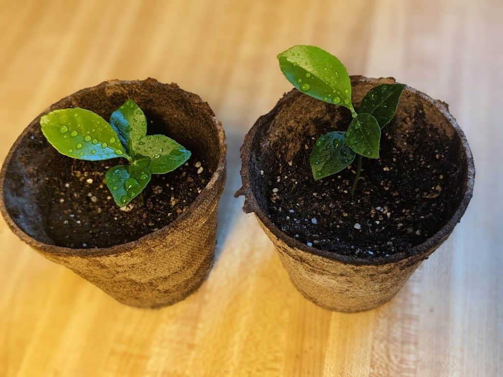 Orange Tree Plants after Two Months